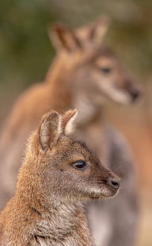 2020Wallaby Closeup 1 Dr Ywp Copy