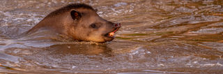 2022Tapir Enjoying The Sun 1 Dr Ywp