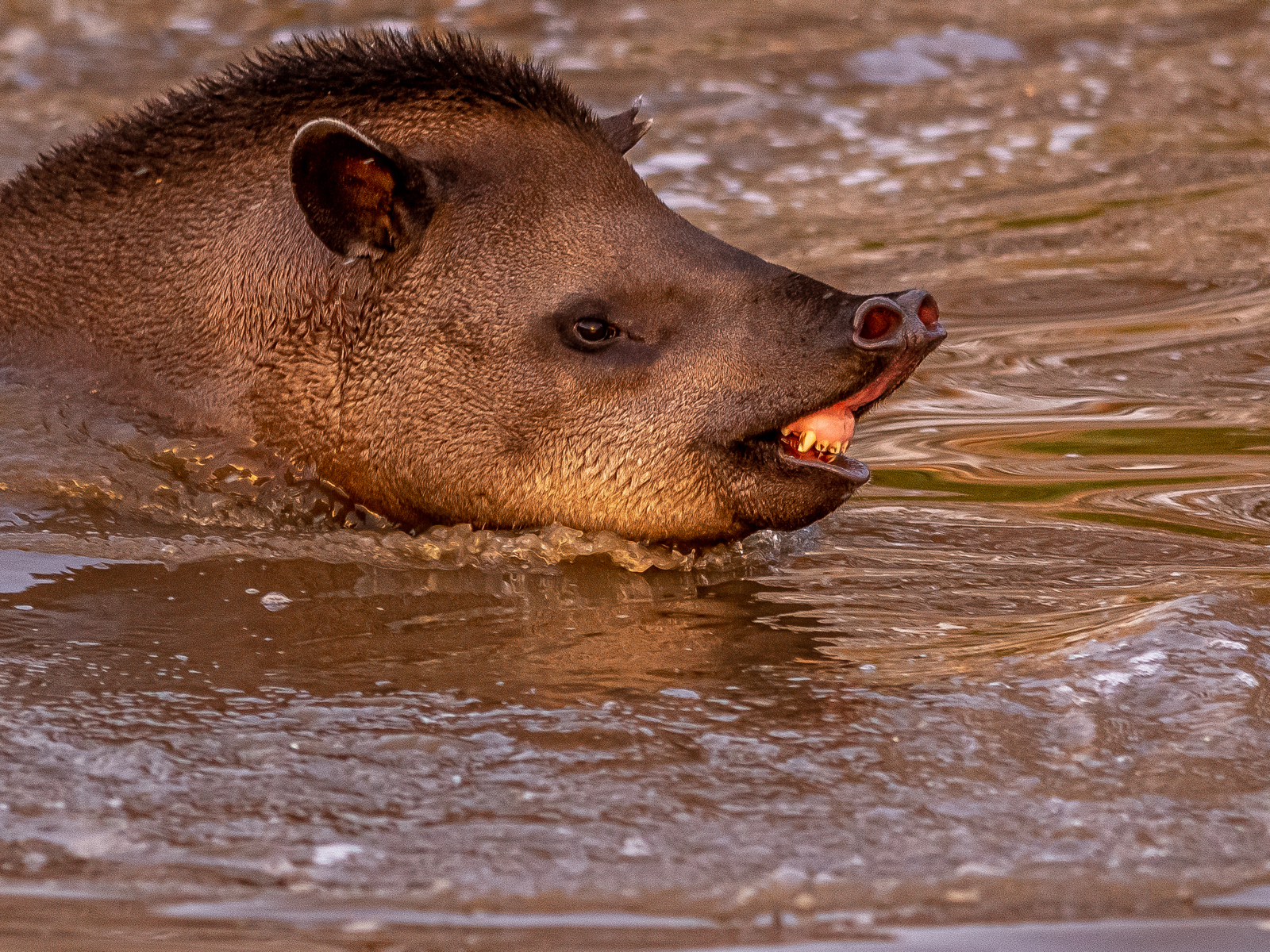 2022Tapir Enjoying The Sun 1 Dr Ywp