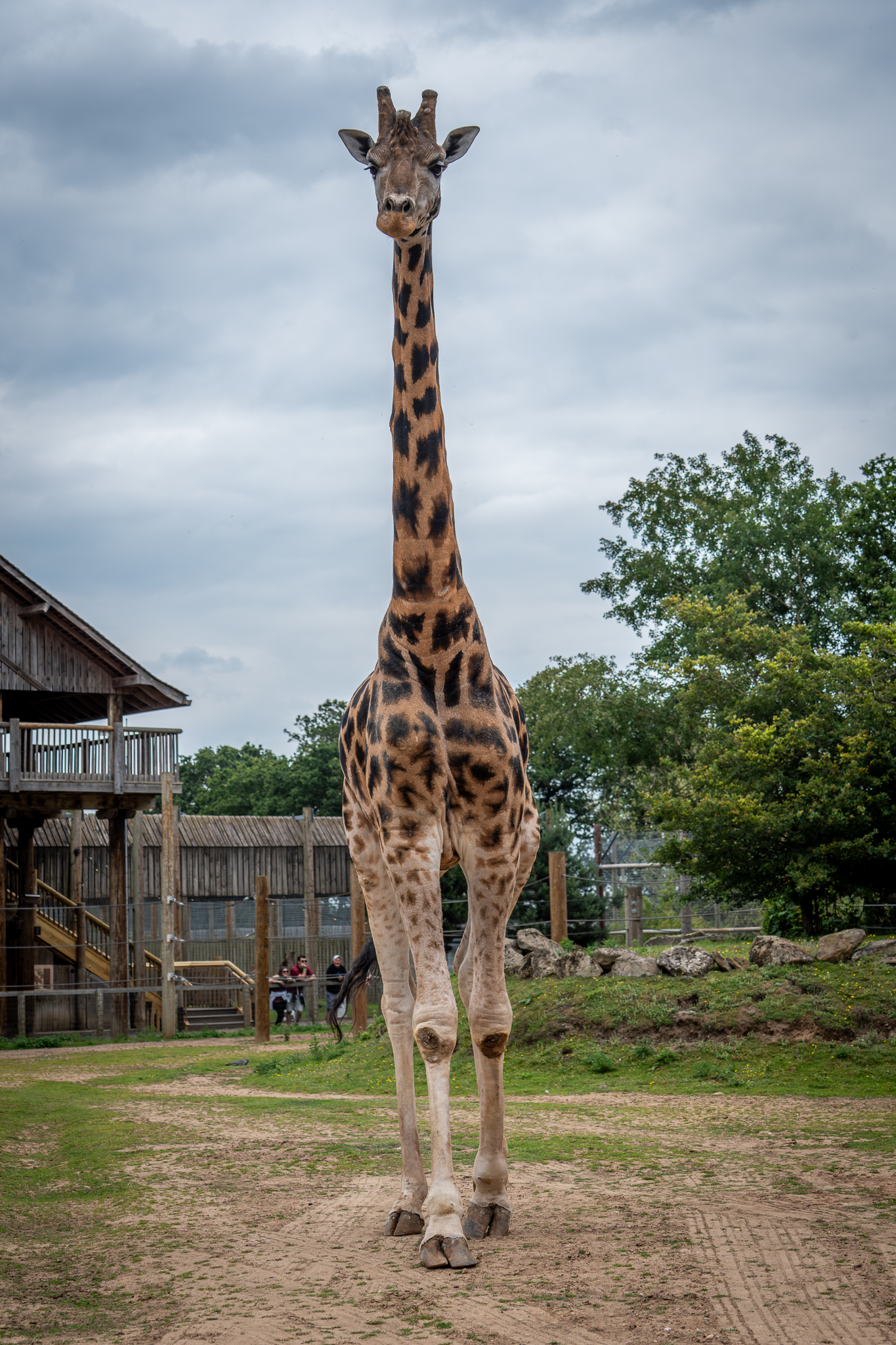 New Giraffe Setanta Arrival 10
