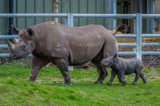 Yorkshire Wildlife Park Rhino 007 Copy