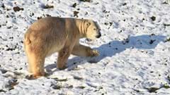 Polar Bear, In The Snow, Uphill Walk