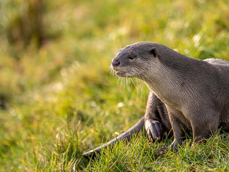 Otter  (CR. David Roberts)