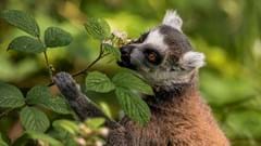 Ring Tailed Lemur eating (CR. David Roberts)