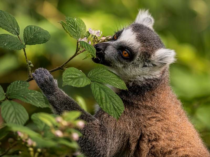 Ring Tailed Lemur eating (CR. David Roberts)