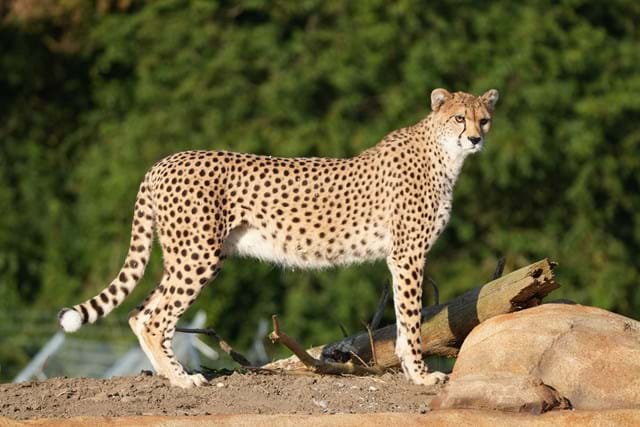 Yorkshire Wildlife Park welcomes two endangered Cheetahs to newly ...