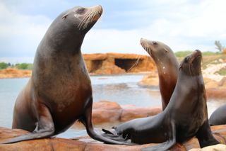 5 May Sea Lion Reserve Point Lobos Opens