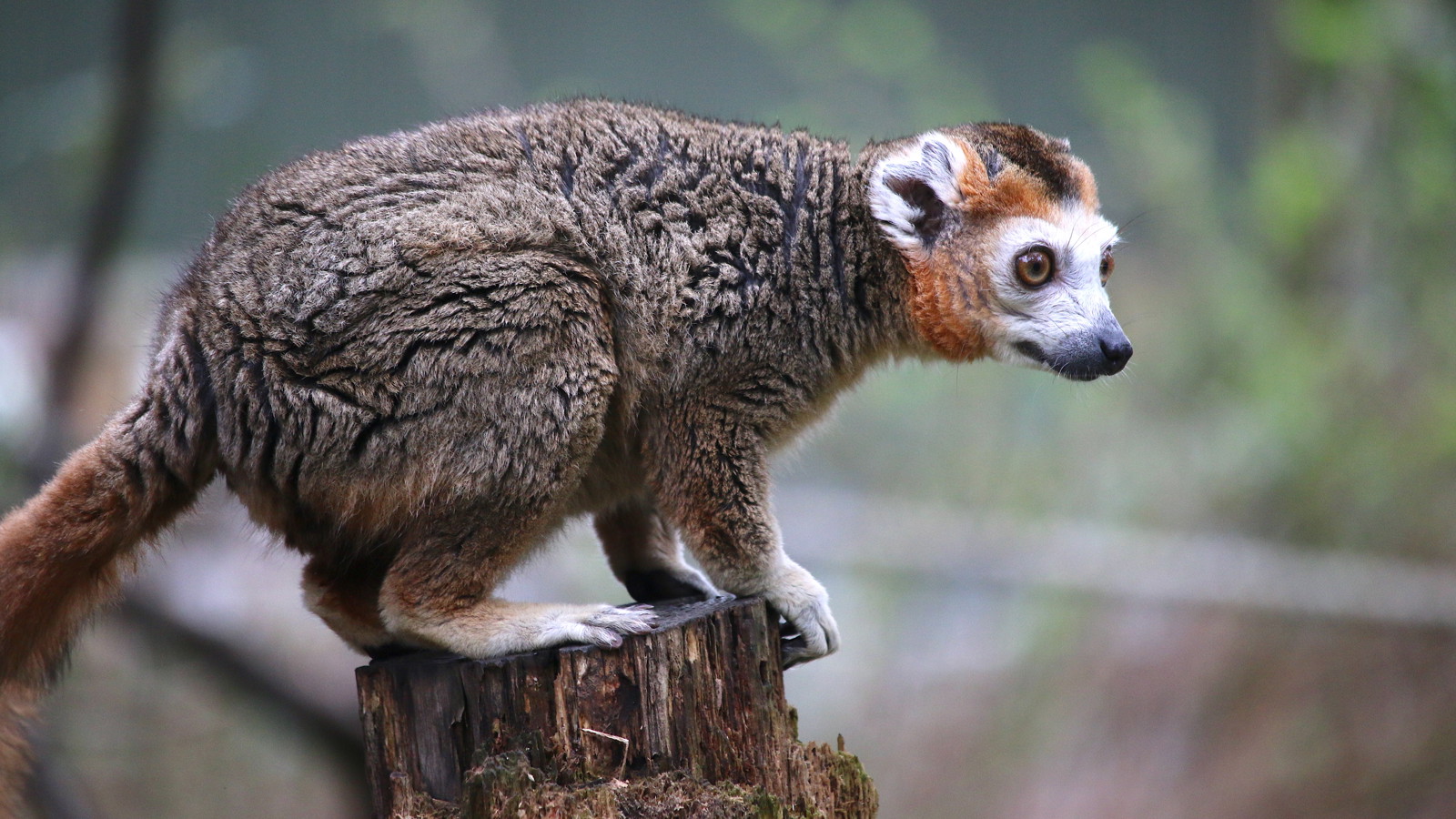 Crowned Lemurs