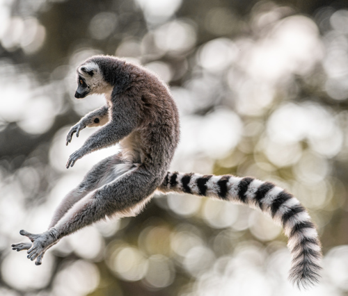 2020 01 17 2019Flying Lemur 1 Dr Ywp