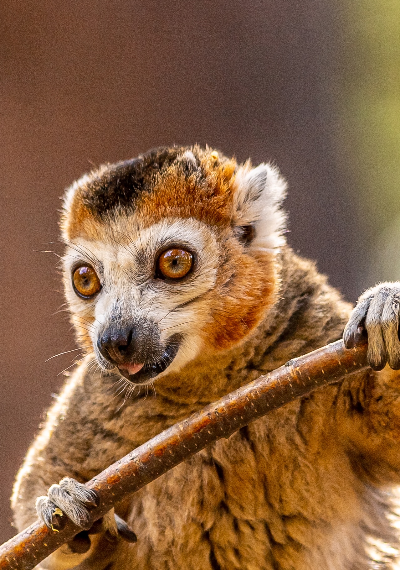 2022 11 02 2022Crowned Lemur 51 Dr Ywp