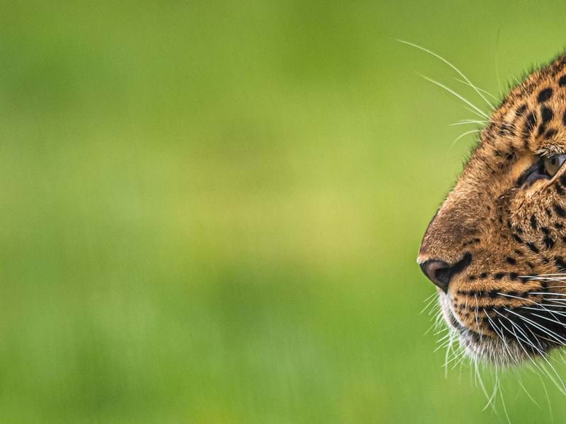 Critically Endangered Amur Leopard (CR.David Roberts)