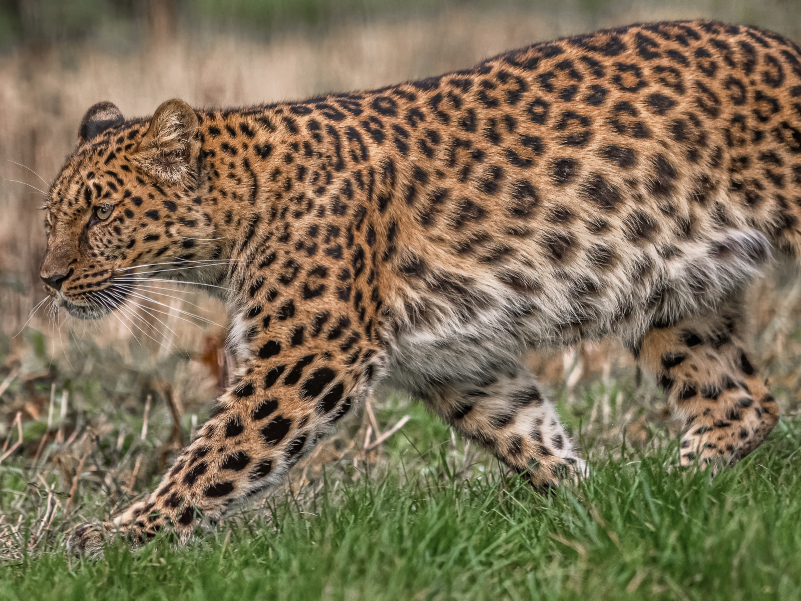 2019Freya On The Run 1 Dr Ywp