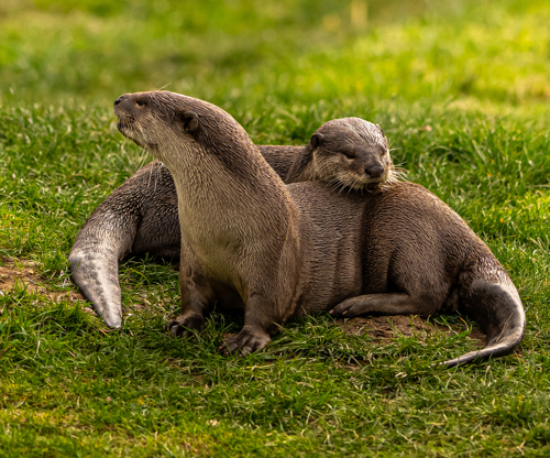 2024 Smooth Coated Otter Dr Ywp 1