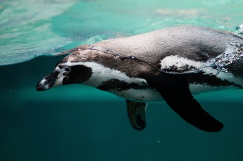 Publicco Penguin 2203693