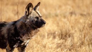 African Wild Dog 7248725 1280