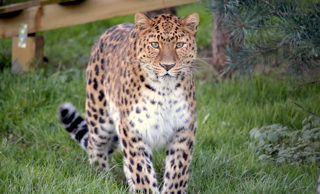 Kristen Leopard