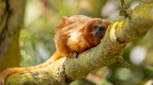 2023 05 31 2023 Golden Lion Tamarin 5 Dr Ywp