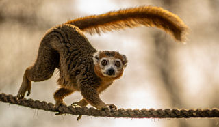 2024 Crowned Lemur Dr Ywp 2