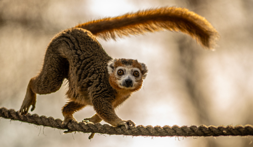 2024 Crowned Lemur Dr Ywp 2