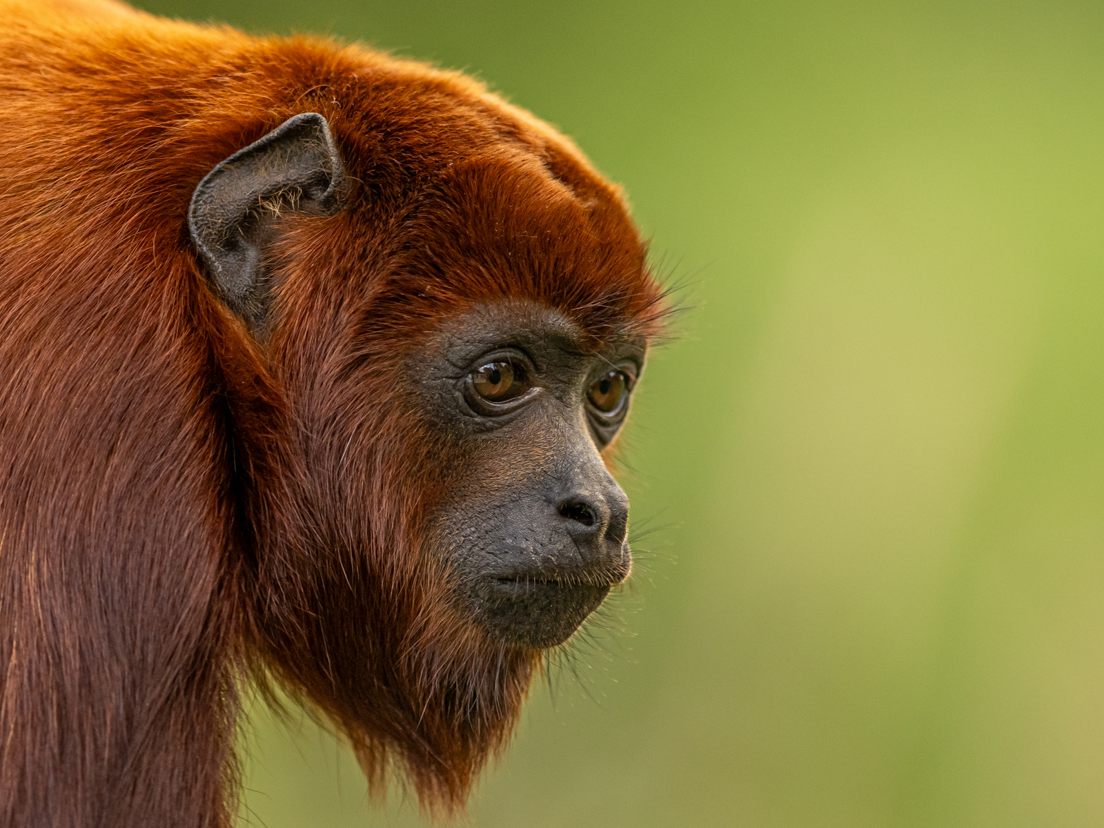 2023Howler Monkey Dr Ywp 12