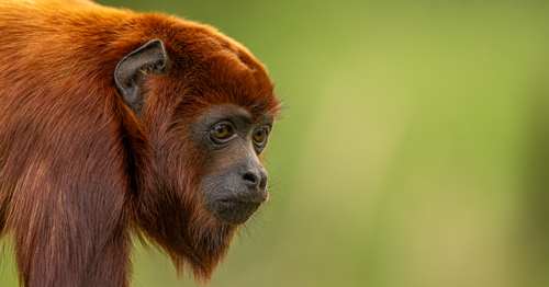 2023Howler Monkey Dr Ywp 12