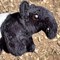 Small Tapir 2