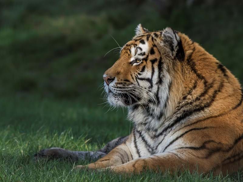 Amur Tiger (1)