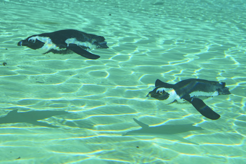 YWP Penguins 030