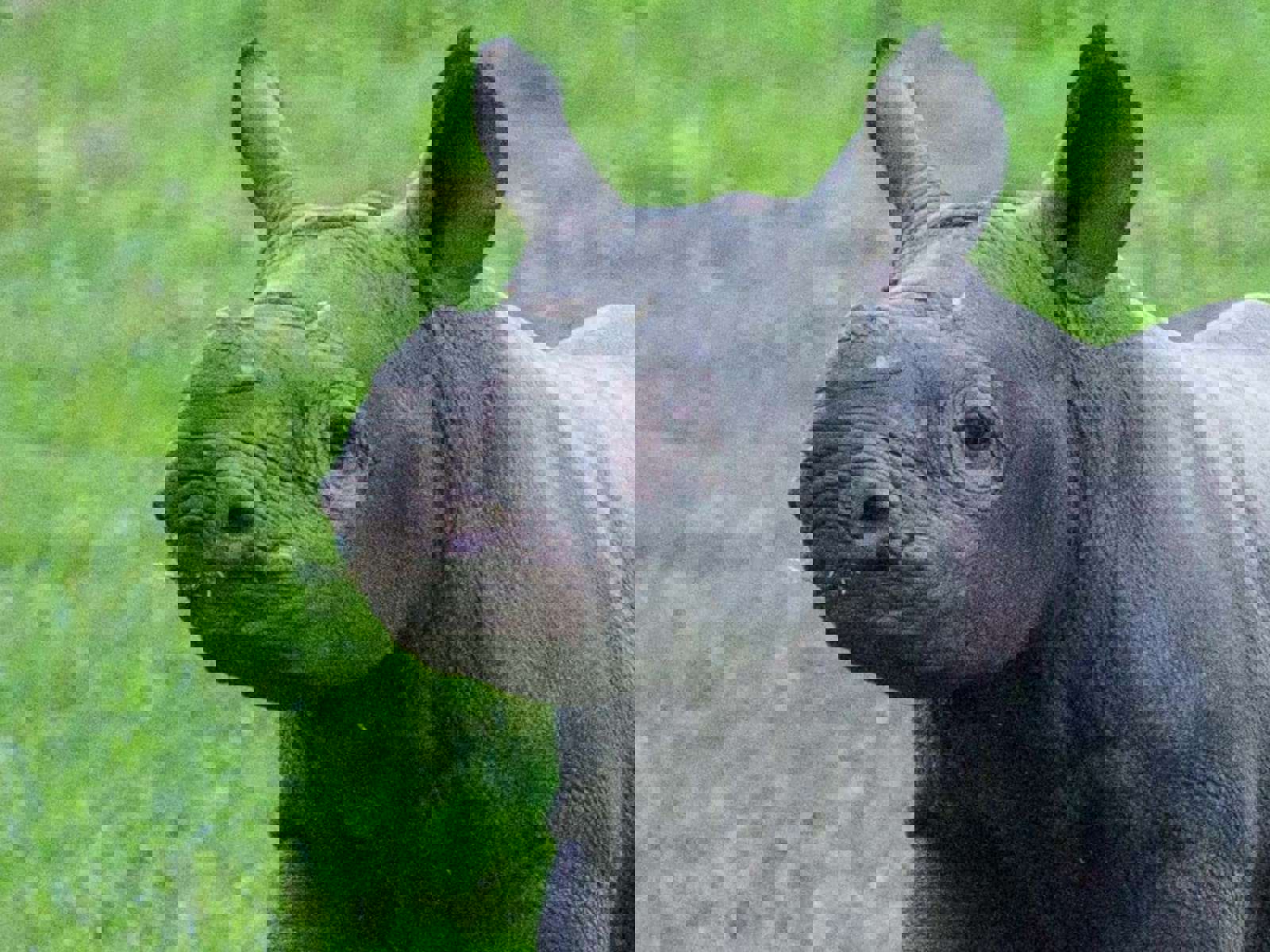 Yorkshire Wildlife Park Rhino 004