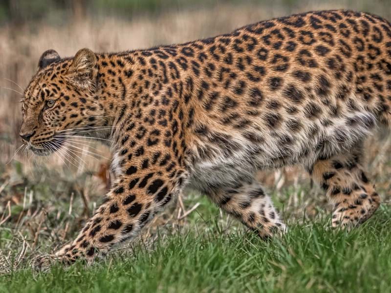 Freya the Amur Leopard  (CR. David Roberts)