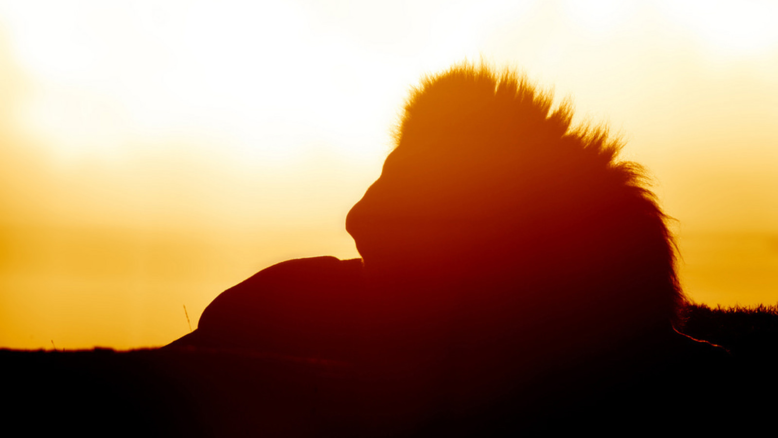 Lion Country Sunset Cr Tal Chohan