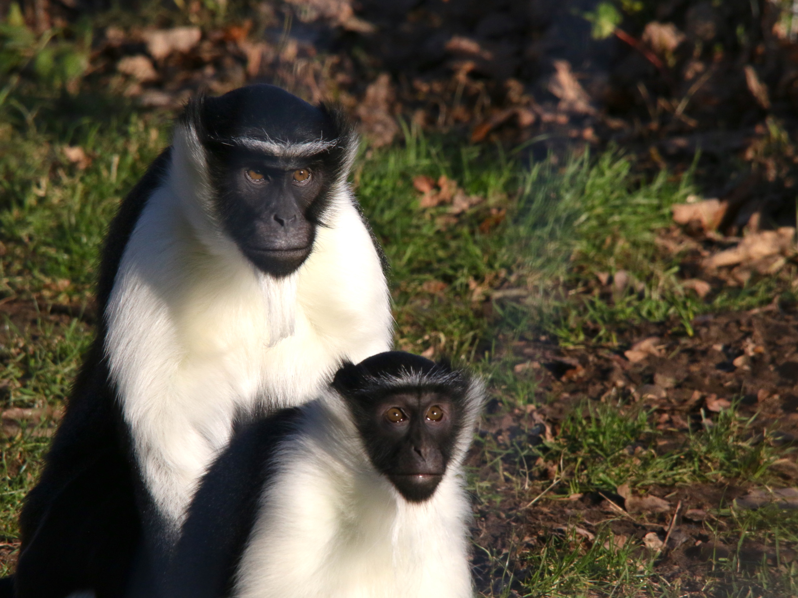 Wild Life Of Ghana Roloway Monkeys At Yorkshire Wildlife Park