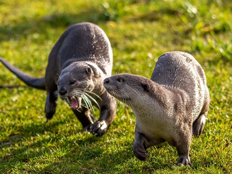 Otters (CR. David Roberts)