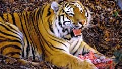 Tiger Feed