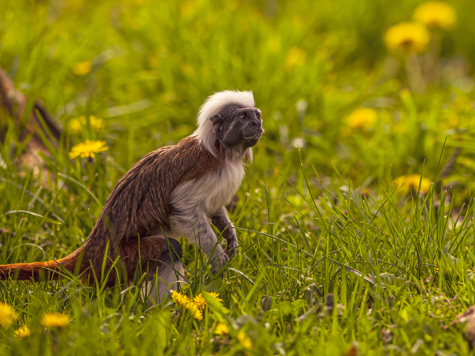 2024 Cotton Top Tamarin Dr Ywp 18