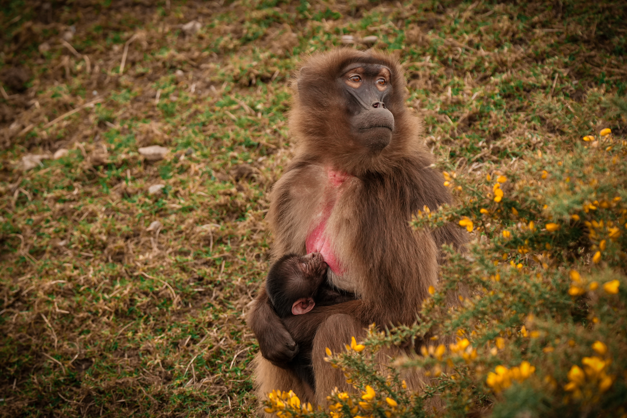 Monkey Riga Gelada Monkey born | News | Yorkshire Wildlife Park