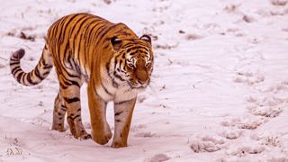 2023 Land Of The Tiger Dr Ywp 96