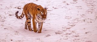 2023 Land Of The Tiger Dr Ywp 96