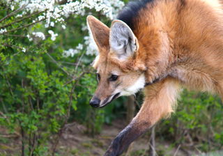 Maned Wolf
