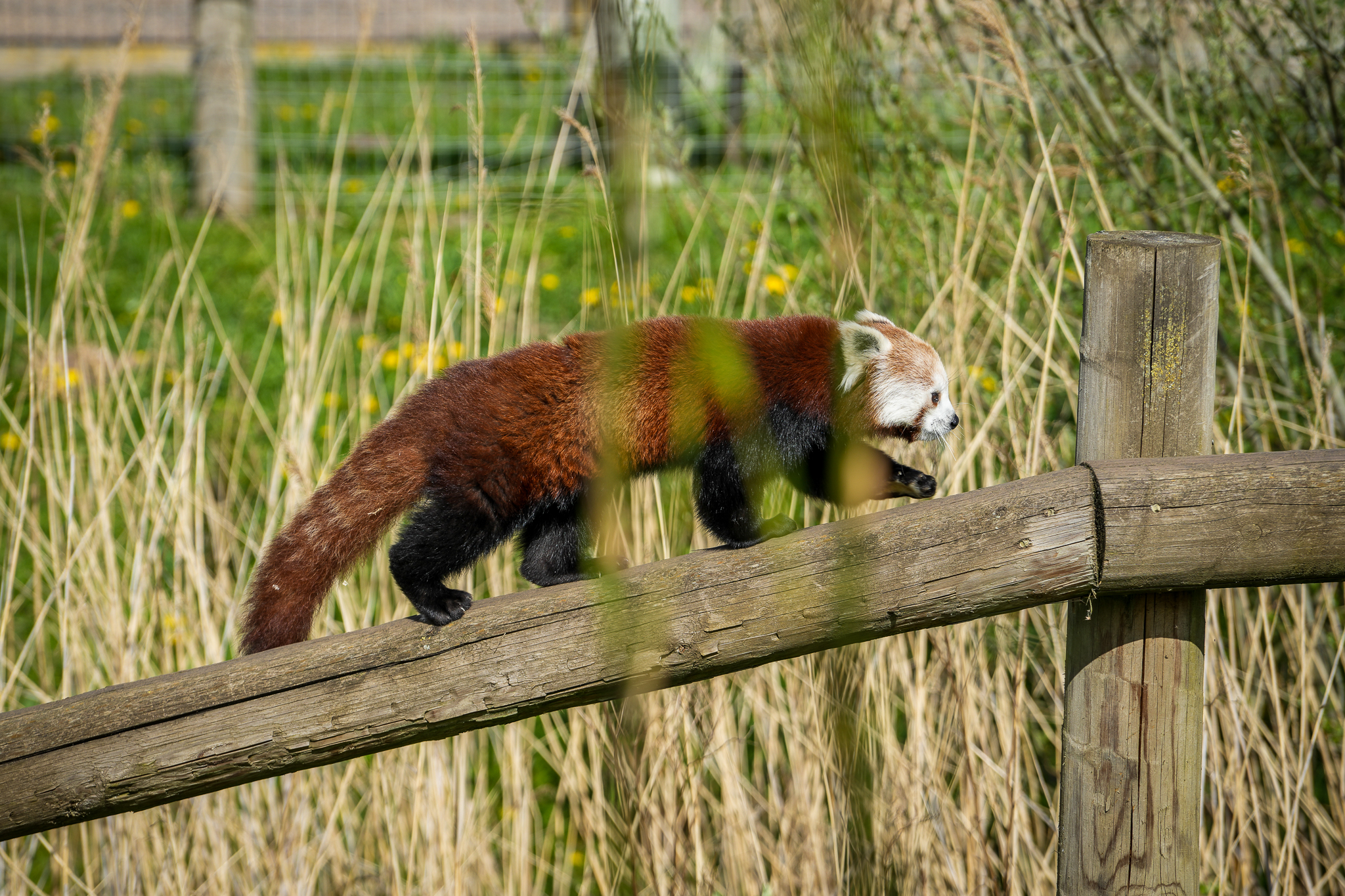 Zemi First Time Outside 17