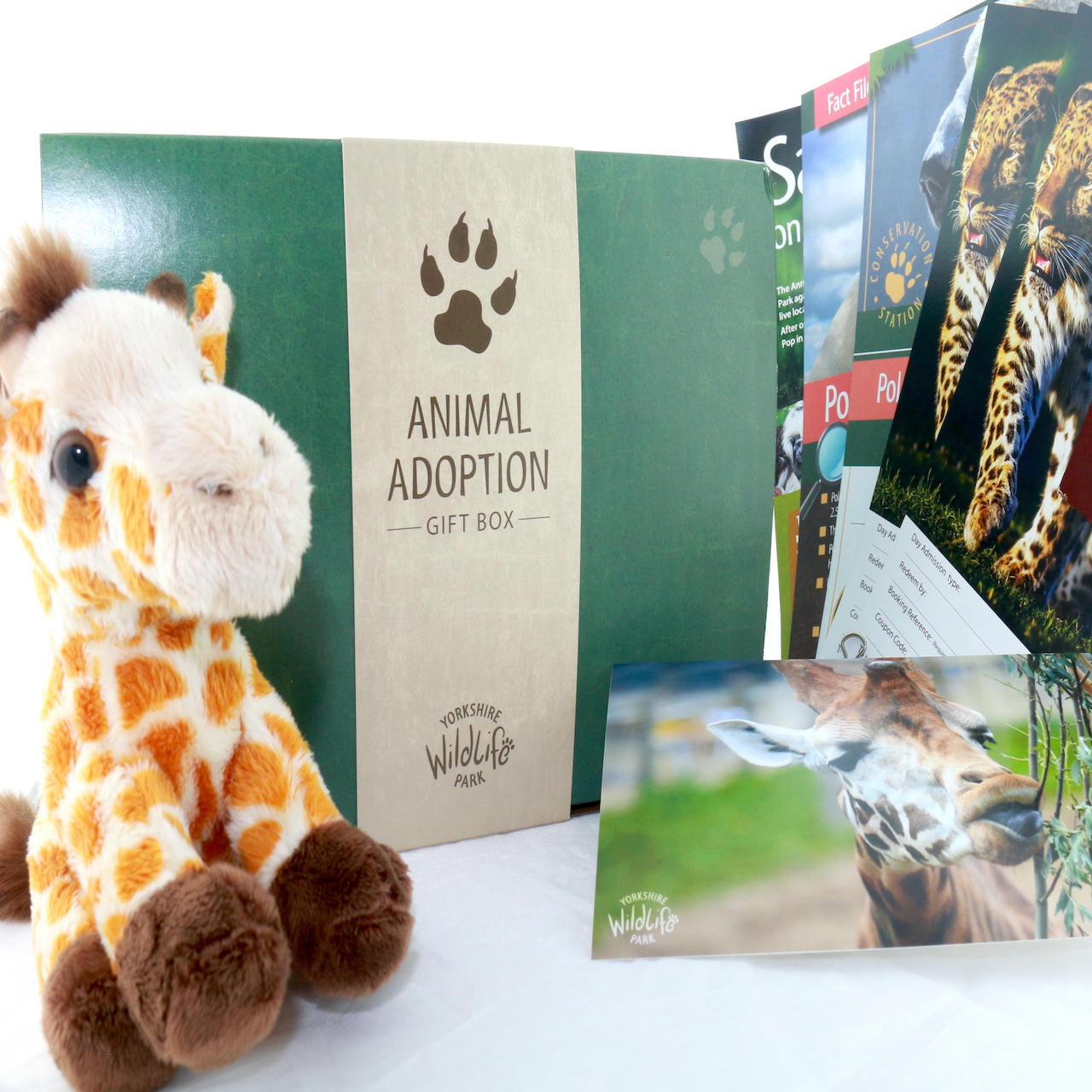 Adopt an Animal | Giraffe | Red Panda | Lion | Tiger | YWP