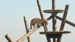 Leopard Climbing Up To Platform