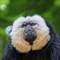 Male White-Faced Saki Monkey (CR. Jasmine Swindell)