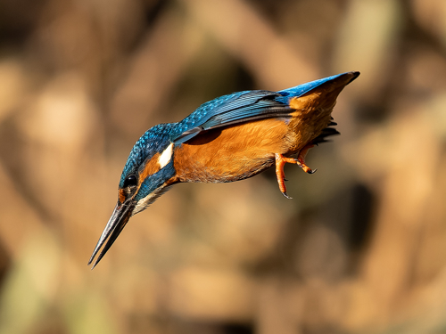 Kingfisher Derek Crunkhorn 2 2