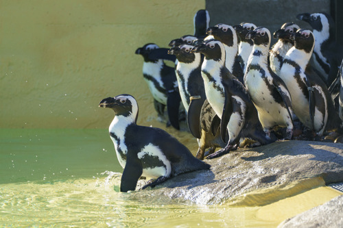 YWP Penguins 024