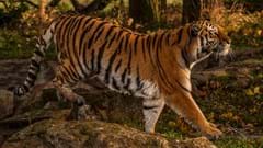 Amur Tiger (CR. David Roberts)