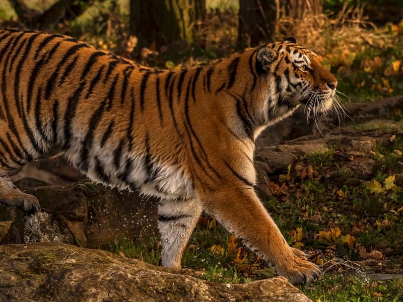 Amur Tiger (CR. David Roberts)