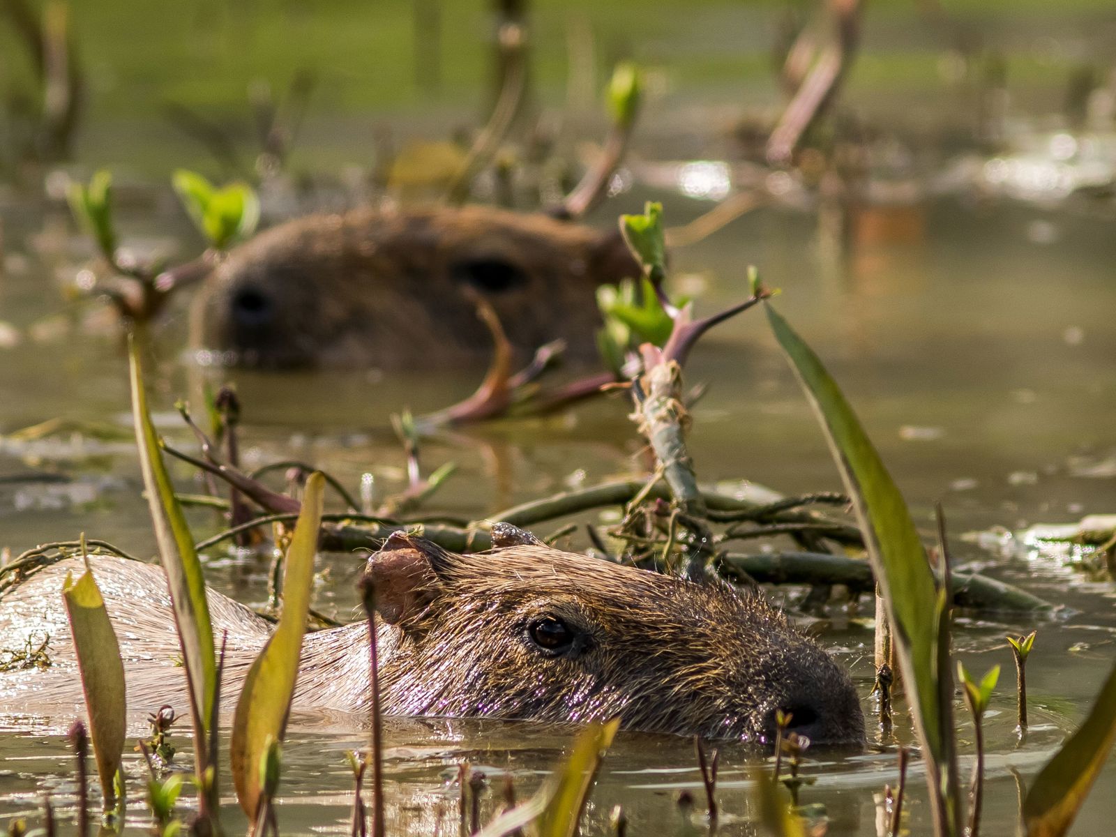 2017 12 20 Capybara Enjoying The Water 2 Dr Ywp