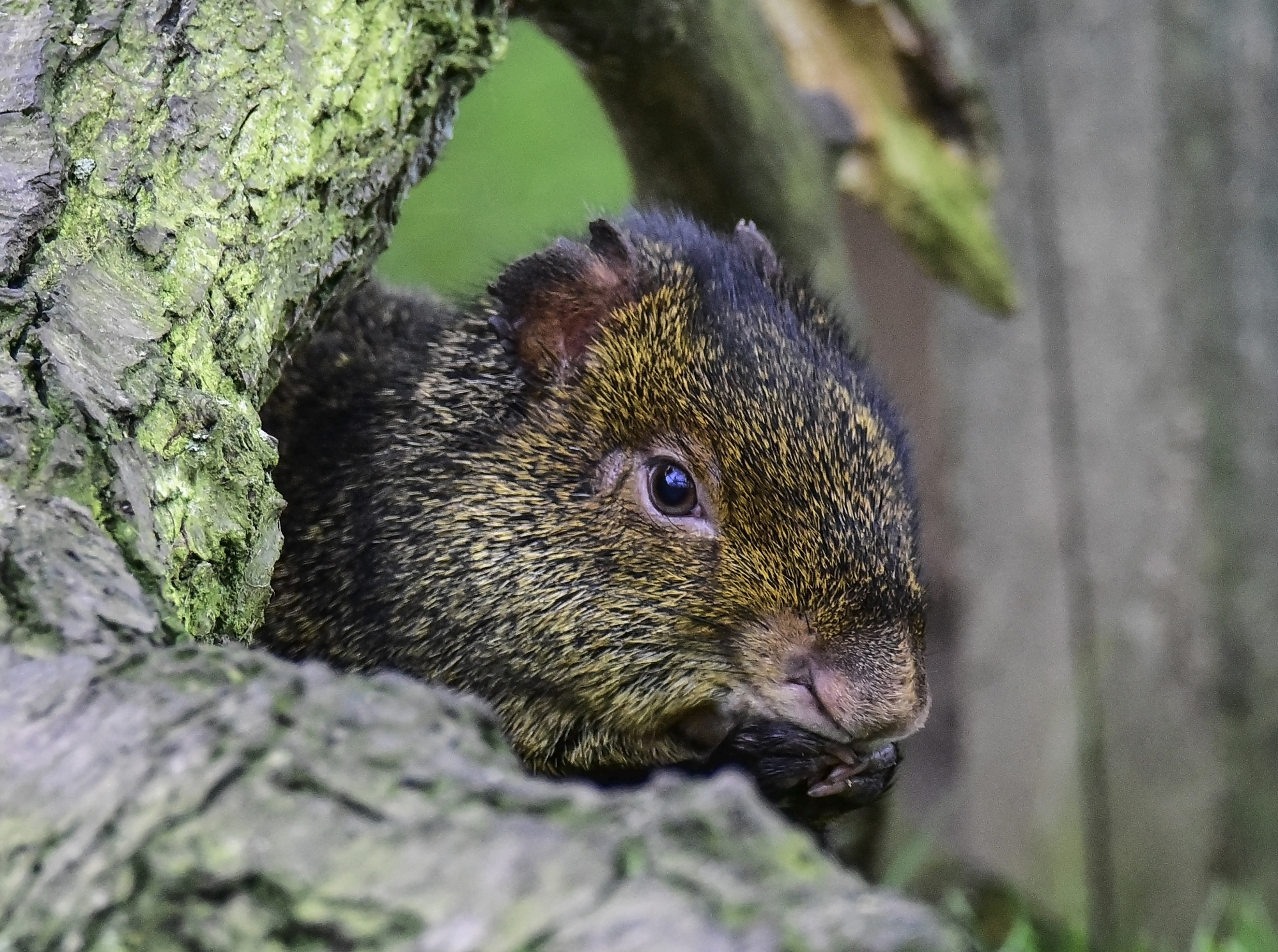 Agouti at Yorkshire Wildlife Park