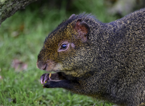 Agouti Eating Ywp